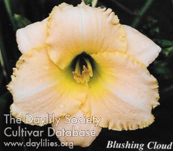 Blushing Cloud AHS image