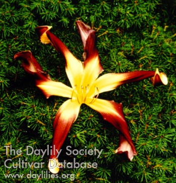 Botanical Beauty AHS image