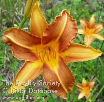 Brandy's Dandy