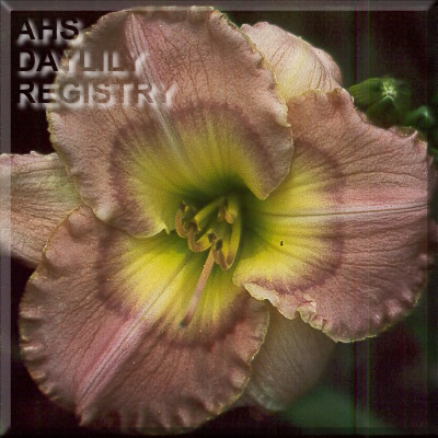 Bridgeton Cloisonne AHS image