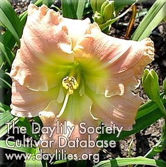 Bright and Showy AHS image