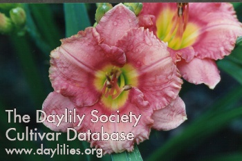 Broadway Pink Delight AHS image