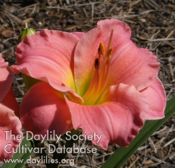 Brookwood Carefree Coral AHS image