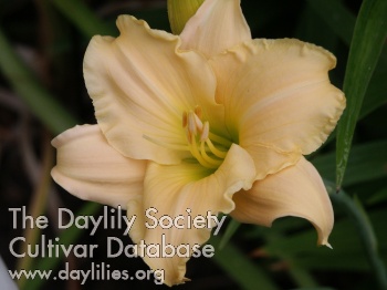 Brookwood Dorothy Schafer AHS image