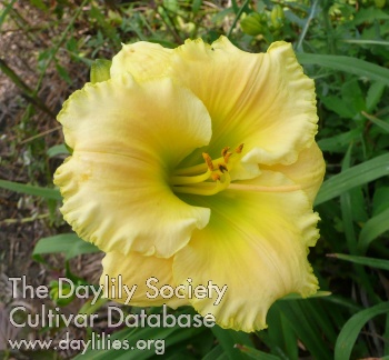 Brookwood Dotsy AHS image
