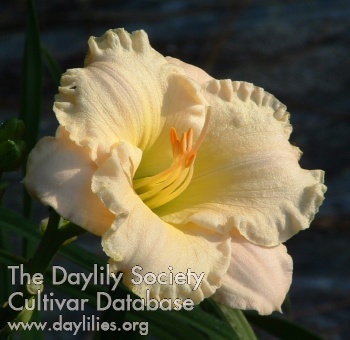 Brookwood Eleganza AHS image