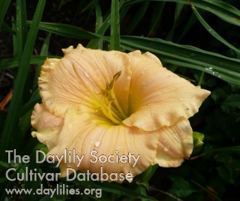 Brookwood Fantasia AHS image