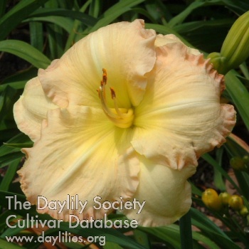 Brookwood Peach Blush AHS image