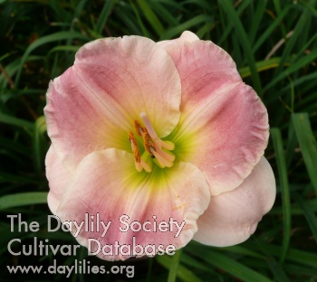 Brookwood Softly Pink AHS image