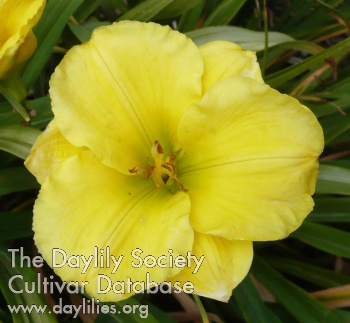 Brookwood Yellow Bird AHS image