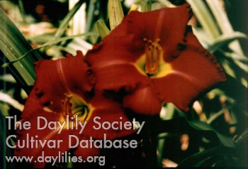 Bubba's Red Devil AHS image