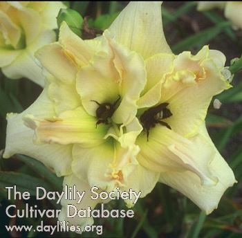 Bumble Bee Boogie AHS image