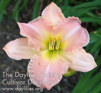 Burtonsville Blush AHS image