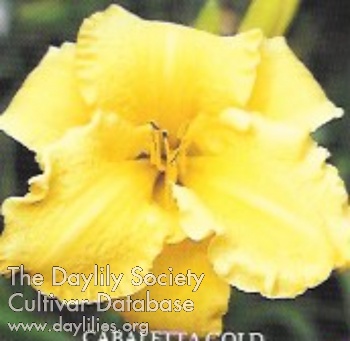 Cabaletta Gold AHS image