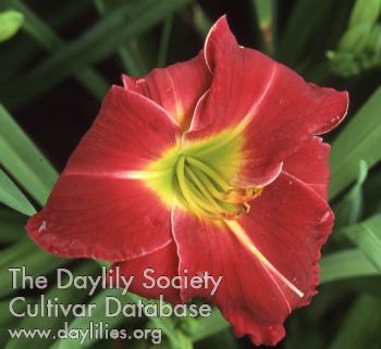 Cajun Spice AHS image
