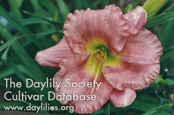 Calcasieu Rose AHS image