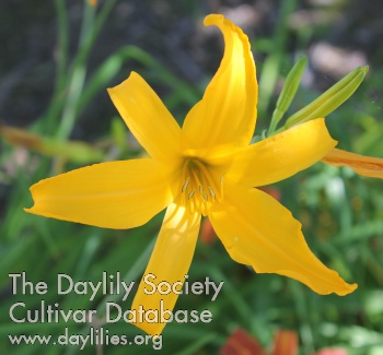 California Gold AHS image