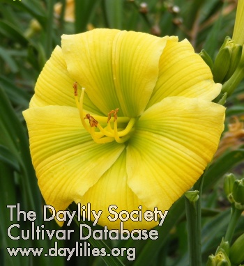 Calypso Green AHS image