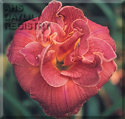 Calypso Sunset AHS image