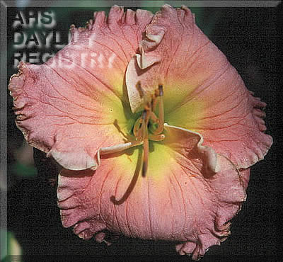 Can Can Girl AHS image