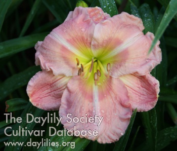 Caribbean Pink Perfection AHS image