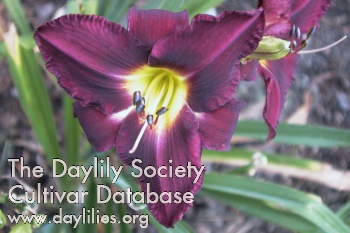 Caribbean Purple Spires AHS image