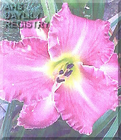 Carolina First Lady AHS image