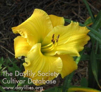 Carolina Morning AHS image