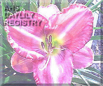 Carolina Rainbow AHS image