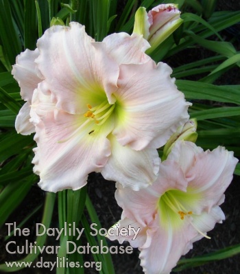 Carrollwood Pink