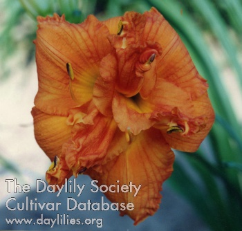 Castle Sunset AHS image