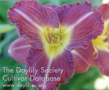 Castle Wine Dazzler AHS image
