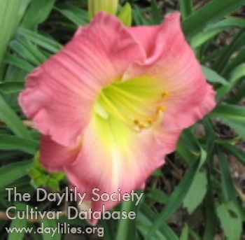 Catherine's Delight AHS image