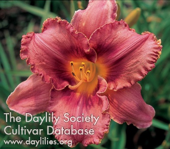 Cattleya Frills AHS image