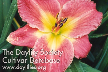 Cheryl Cobb AHS image
