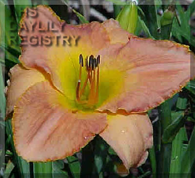 Chris Salter AHS image