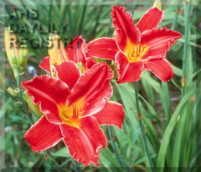 Clinch Mountain Delight AHS image