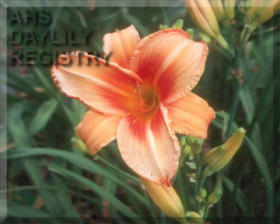 Clinch Mountain Sherbert AHS image