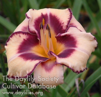 Cobalt Dawn AHS image