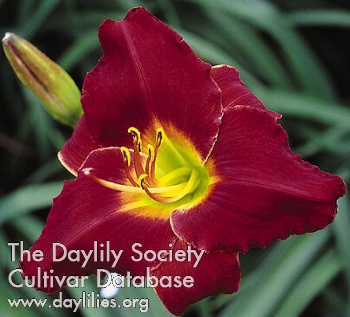 Collard Dream AHS image