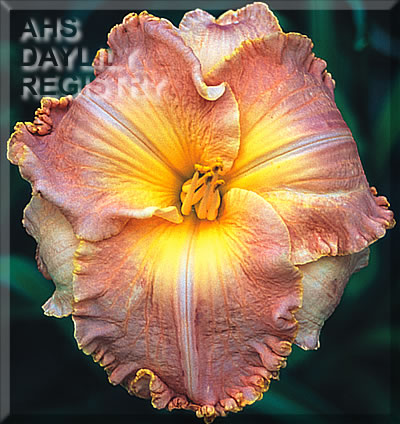 Contessa D'iberville AHS image