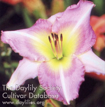 Cool Summer Breeze AHS image