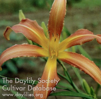 Coral Spider AHS image