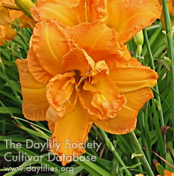 Cornish King AHS image