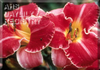 Countess Dubarry AHS image