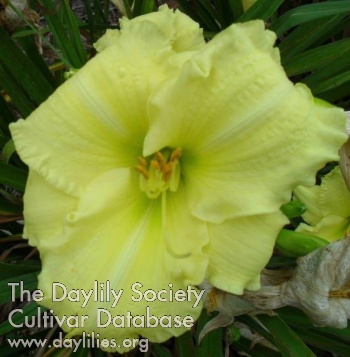 Creamy Ruffled Delight AHS image