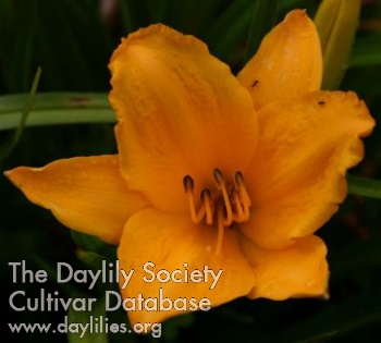 Crocus Gold