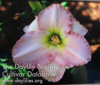 Crystalline Pink AHS image