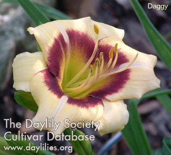 Daggy AHS image