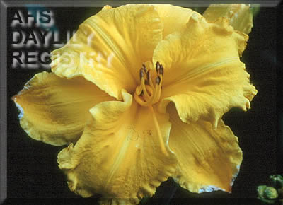 Daily Reprieve AHS image